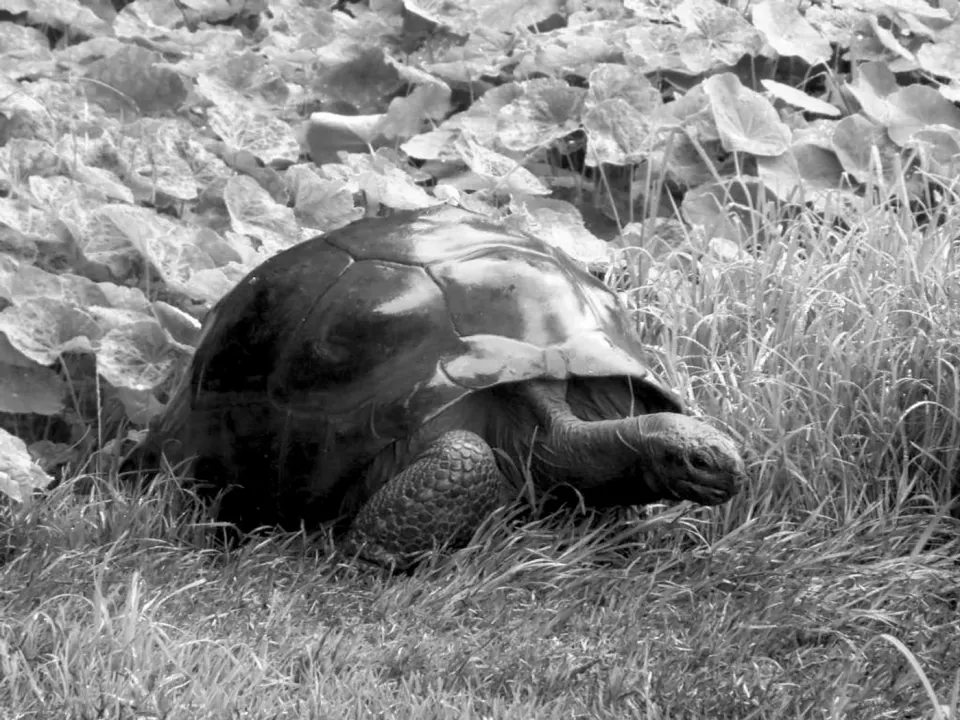 Real photograph of Jonathan the tortoise, monochrome version