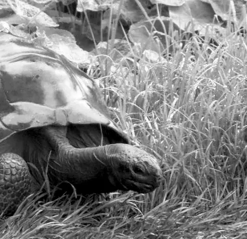 Second tighter crop of a real Jonathan photograph, monochrome