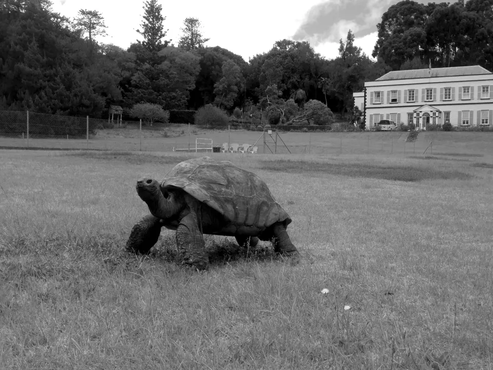 Real photograph of Jonathan at Plantation House, monochrome version