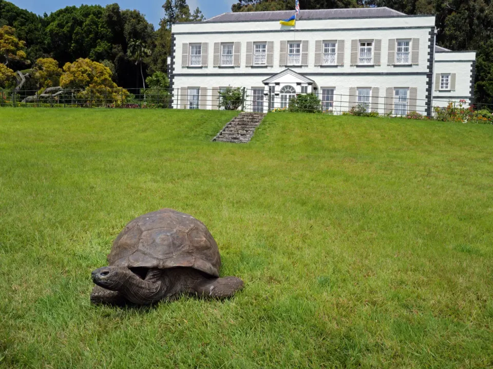 Real color photograph of Jonathan, alone, on the grass